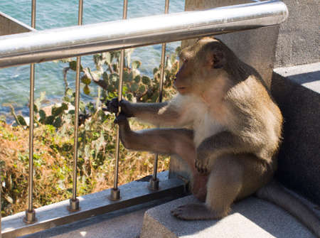 Unhappy or angry monkey behind a fence. Can be used as a concept photoの写真素材
