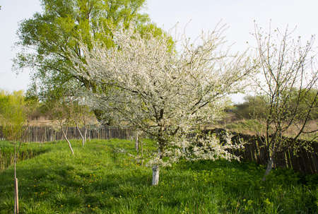 An apple tree blooms on a sunny day. A picture in the gardenの写真素材