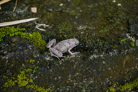 Gray frog toad on mossy rock with scattered bamboo leaves close upの写真素材