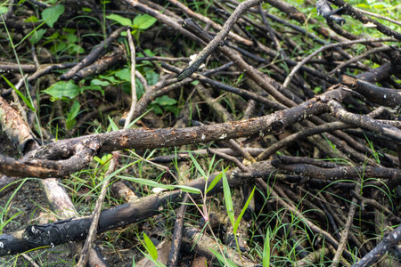 A pile of damp tree branches with growing mushrooms close upの写真素材