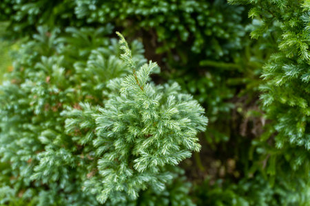 Green fir tree leaves on nature background close upの写真素材