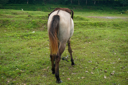 White horse eating grass on green fields landscapeの写真素材