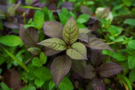 Red and green leaves bushes nature close upの写真素材