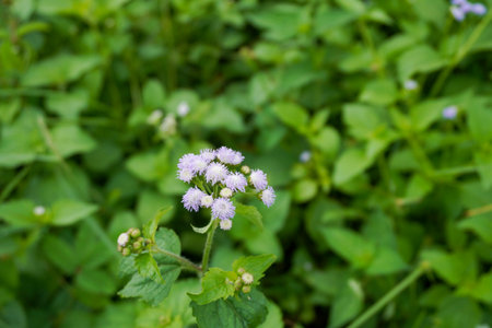 Wild flowers and leaves on bushes nature close up