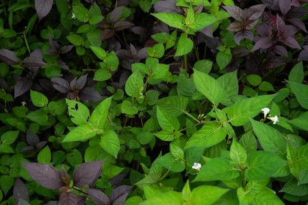 Red and green leaves bushes nature close up