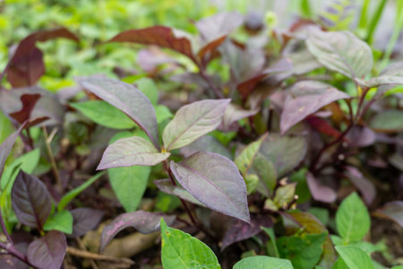 Red and green leaves bushes nature close upの写真素材