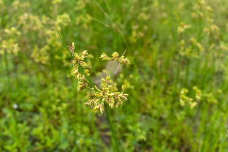 Wild flowers and leaves on bushes nature close upの写真素材