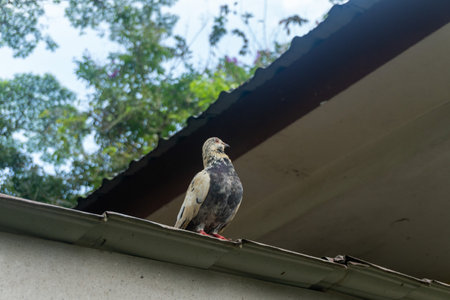 Wild pigeons animal congregate in residential areas