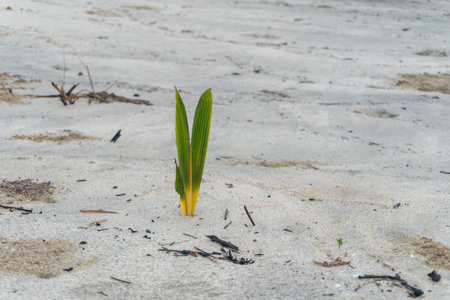 Coconut tree buds on the white sand beach in nature landscapeの写真素材