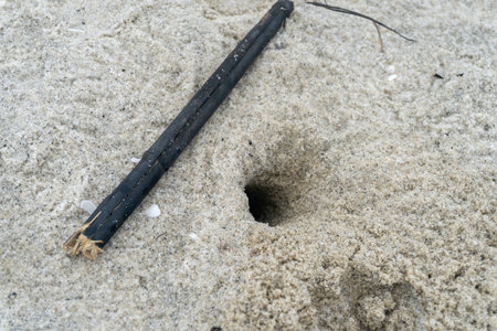 seafront white sandy beach in the middle of nature close upの写真素材