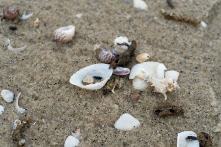 empty shells on the white sandy beach in the middle of nature landscape
