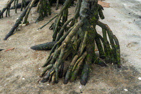 mangrove trees on white sandy beach in nature landscapeの写真素材