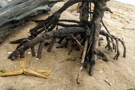 mangrove trees on a white sandy beach in nature landscapeの写真素材