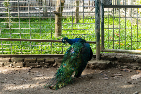 peacock in a cage inside the zoo landscapeの写真素材