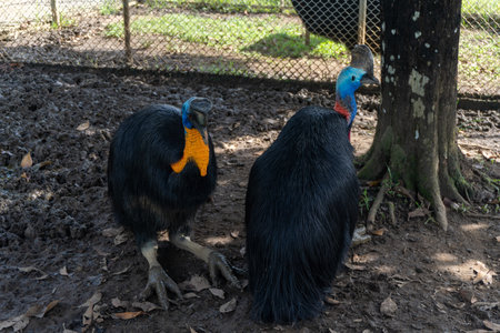 cassowary bird in a cage at the zoo landscapeの写真素材