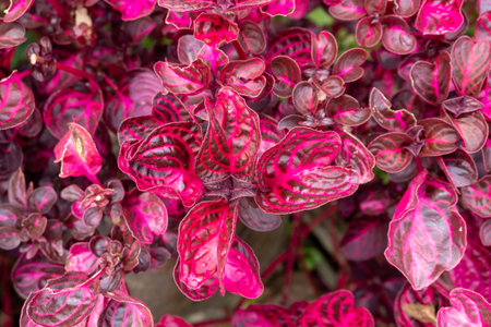 red leafed bush in the middle of nature landscape