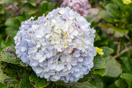 Purplish blue flowers in the middle of green nature landscape