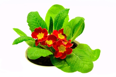Red flower, Primrose plantの写真素材