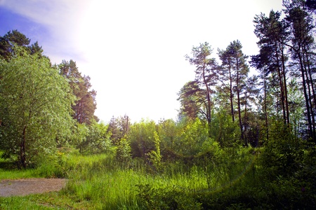 Sunny day in the woodの写真素材
