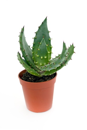 Aloe vera in a pot on the white backgroundの写真素材