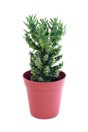 succulent in a pot isolated over whiteの写真素材