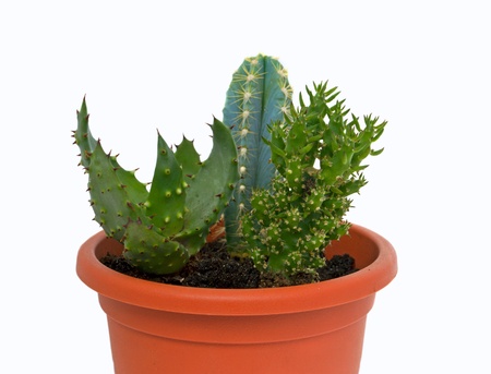 Group of succulent in a pot over whiteの写真素材