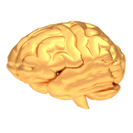 Gold brain isolated on the white backgroundの写真素材