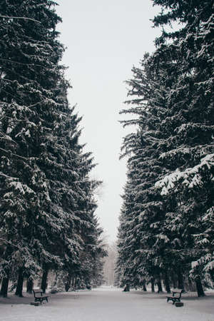 winter landscape with firs fantastic nature morningの写真素材