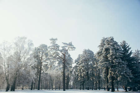 winter landscape with firs fantastic nature morning