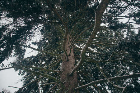 winter landscape with firs nice fantastic nature morningの写真素材
