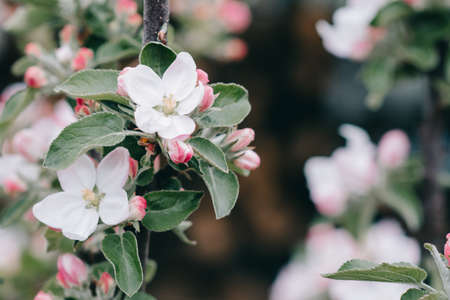 Blossom apple over nature background, spring flowers nice butterflyの写真素材