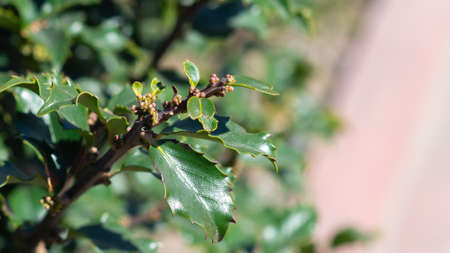 A closeup of an American Holly tree in bloom. Flowering holly bush niceの写真素材