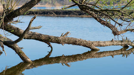 Gray tree branches lying above the water, without leaves, like floating dry dead wood niceの写真素材