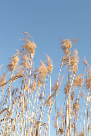 Dry yellow cane on a background of blue sky nice