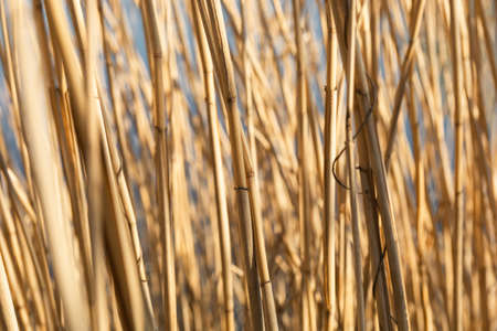 Dry yellow cane stalks close-up shot by the river niceの写真素材