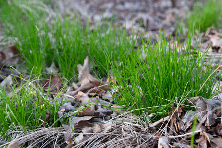 Young green grass with under dry leaves in spring. Macro shooting nice.の写真素材