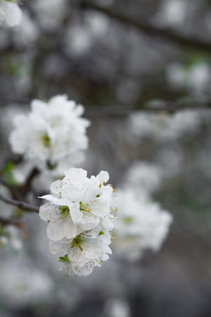 Flowerscape of branches in spring, in the garden of flowering apple trees nice