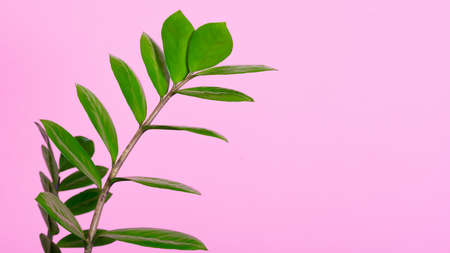 Houseplant care. Womans hand rubs the leaves of the flowerpot.の写真素材