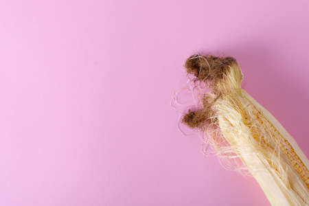 Harvest, ripe corn on a blue-pink background