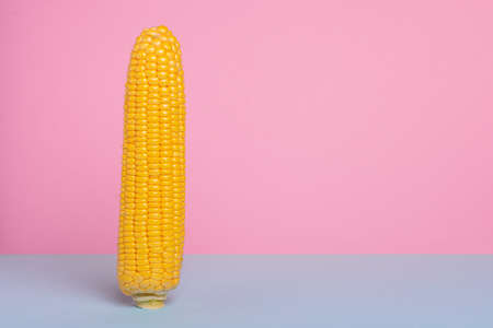 Harvest, ripe corn on a blue-pink backgroundの写真素材