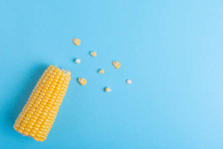 Harvest, ripe corn on a blue-pink background