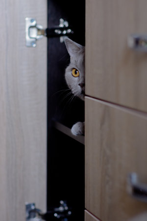 A gray pet cat is playing in a room in daylight. Food for cats.の写真素材