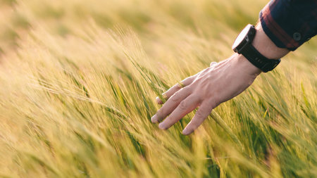 Checking the yield of grain crops at sunset. Man conducts experiments in field conditions. Agronomy.の写真素材