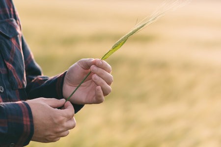 Checking the yield of grain crops at sunset. Man conducts experiments in field conditions. Agronomy.の写真素材