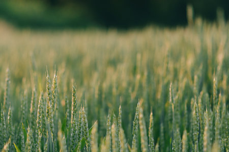 Checking the yield of grain crops at sunset. Man conducts experiments in field conditions. Agronomy.の写真素材