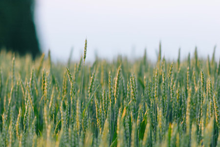 Checking the yield of grain crops at sunset. Man conducts experiments in field conditions. Agronomy.の写真素材