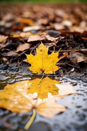 Autumn nature concept. A yellow maple leaf is reflected in a puddle after rain. Generative AIの素材