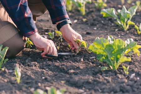 A farmer in a sugar beet field holds a weed sample in his hands. Agricultural concept on sunset and clouds. Measurements in field conditions. Sampling on a plot of land with plants.の写真素材