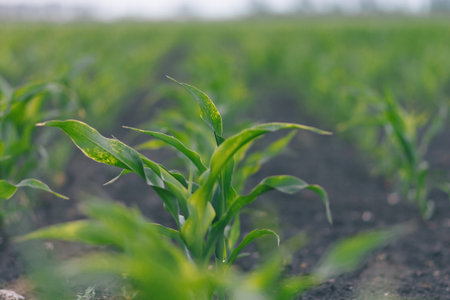 A detailed view of a plant growing in a field, showcasing its intricate structure and vibrant...
