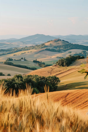 A field of ripe wheat is in the foreground, with rolling hills and farmland in the distance.の素材